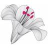 The Silver Lily Haverfordwest