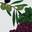 Tree & Vine
