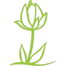 The Wooden Tulip Boutique