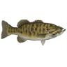 Thornehead Guide Service Co.