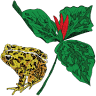 Toadshade Wildflower Farm