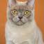 Tomblan Burmese