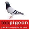 Topi - Top Pigeon Belgium