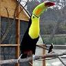 Toucan Jungle