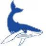 Townsville Whale Watching