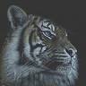 Trace on Paper - pet and wildlife artist