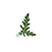 Trattoria Rucola