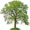 Treeworks Tree Specialists