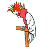 Tropical Birdland