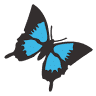 Tropic Wings Cairns Tours & Charters