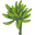 Tuberose