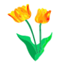 Tulipe - CFC