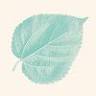 Tyrone Garden Company Pty Ltd