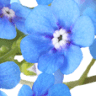 Myosotis Uitvaartverzorging