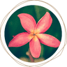 Kinesiologie Psychologie Astrologie- Mag.Ulla Steinmetz