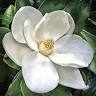 Under the Magnolia