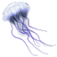 Underwater Wonders