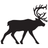 Utah Reindeer