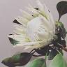 Vintage Magnolia