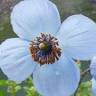 Valley of Flowers Tour Operators , Ghangaria