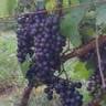 Valley River Vineyards