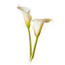 Flower binder Van Duyvenbode