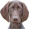 Van Kallisto Duitse Staande Korthaar Kennel