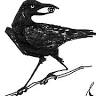 The Veiled Crow