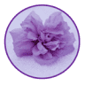 Verde Valley Wellness, LLC