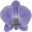 Vico Orquídeas