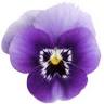 Violet Skin Boutique