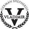 Vladimir German Shepherds
