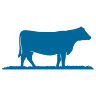 Victorian Livestock Exchange - Leongatha