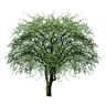 Waldhotel Grüner Baum