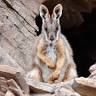Wallaby Tracks Adventure Tours