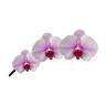 World of Phalaenopsis | Ulu Yam