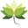 Water Lotus