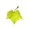 Weinhof Zimmermann - Neustift am Walde