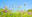 Westerwald-Heu