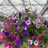 Westside Garden Center