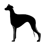 WHIPPET KENNEL ZARYA