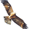 Whistling Kite Biodynamic Vineyard