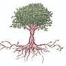 Wholehearted Adult Health NP, PLLC
