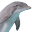 WILD about DOLPHINS-Captain Sheri's