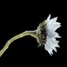 Wildflower International