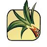 Wild Ginger