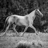 Black Hills Wild Horse Sanctuary