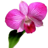 The Wild Orchid Resort
