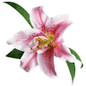 Wild Orchid