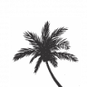 Wild Palm Store